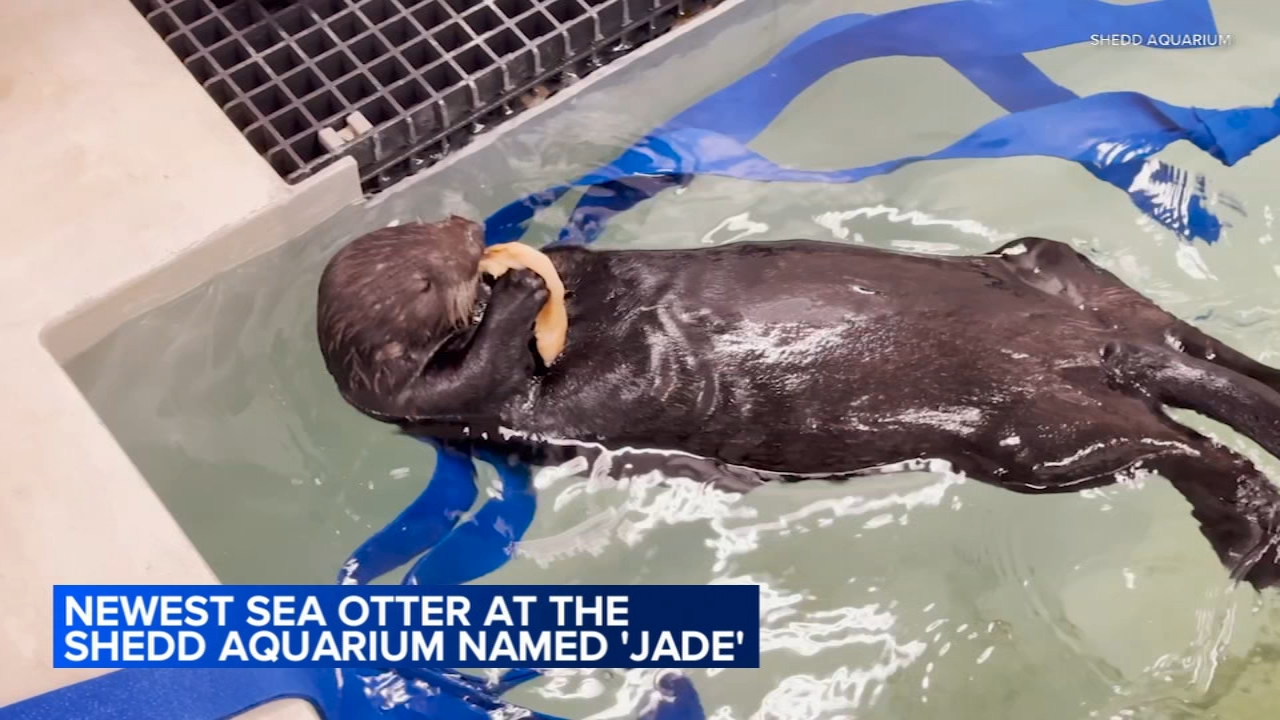 Shedd Aquarium announces new name of non-releasable sea otter