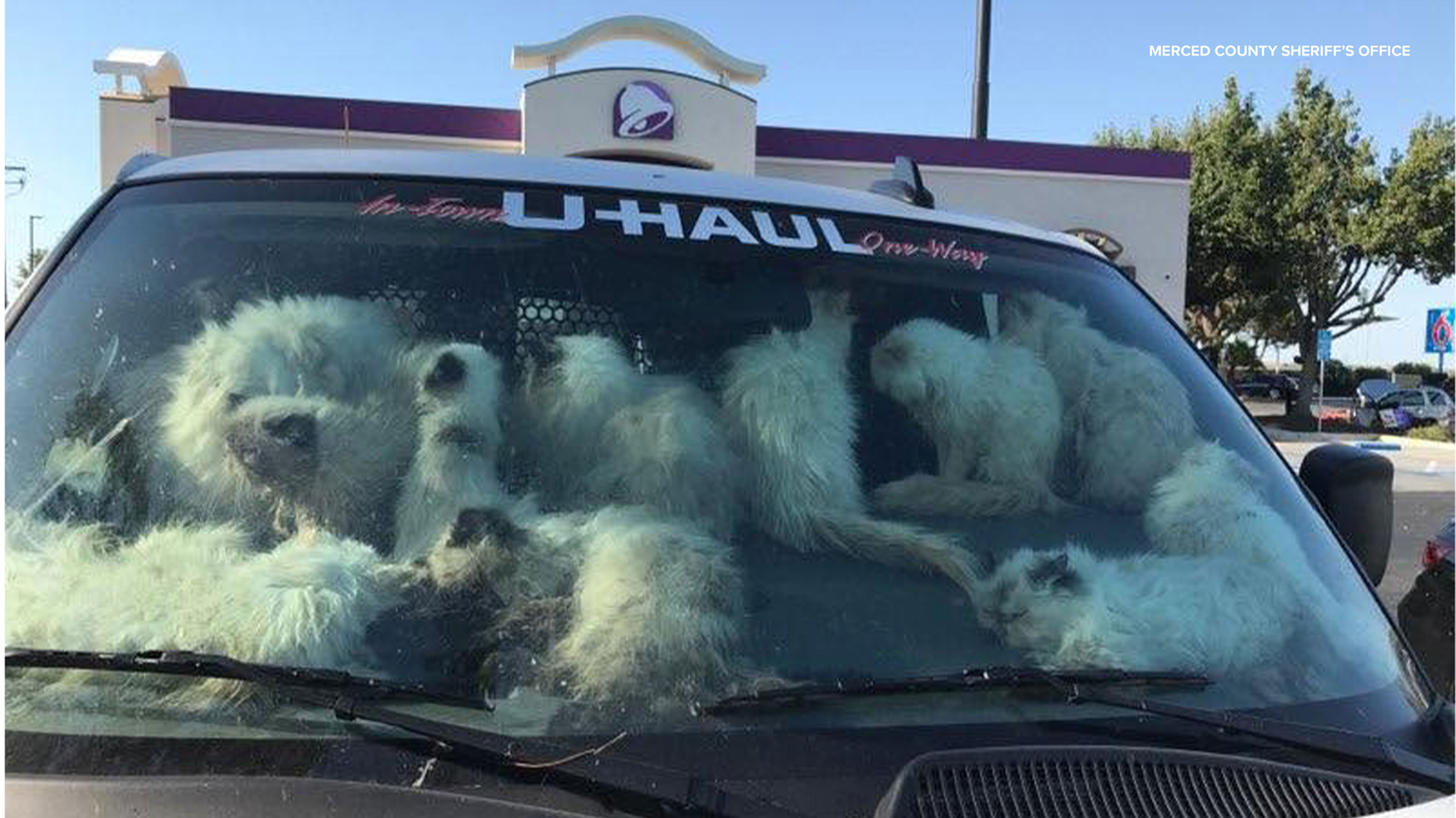 Woman arrested after 106 cats seized from Merced County U-Haul van, deputies say