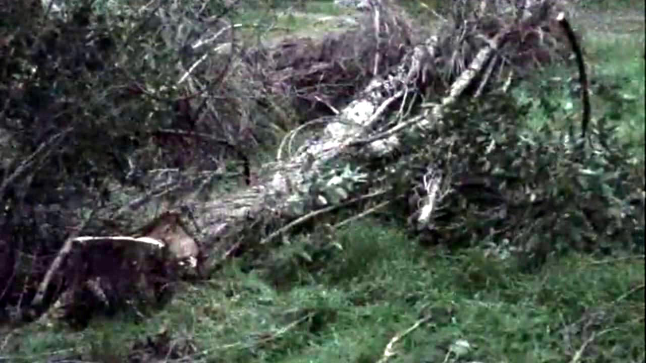 Tree falls in 50 mph winds killing East Bay woman
