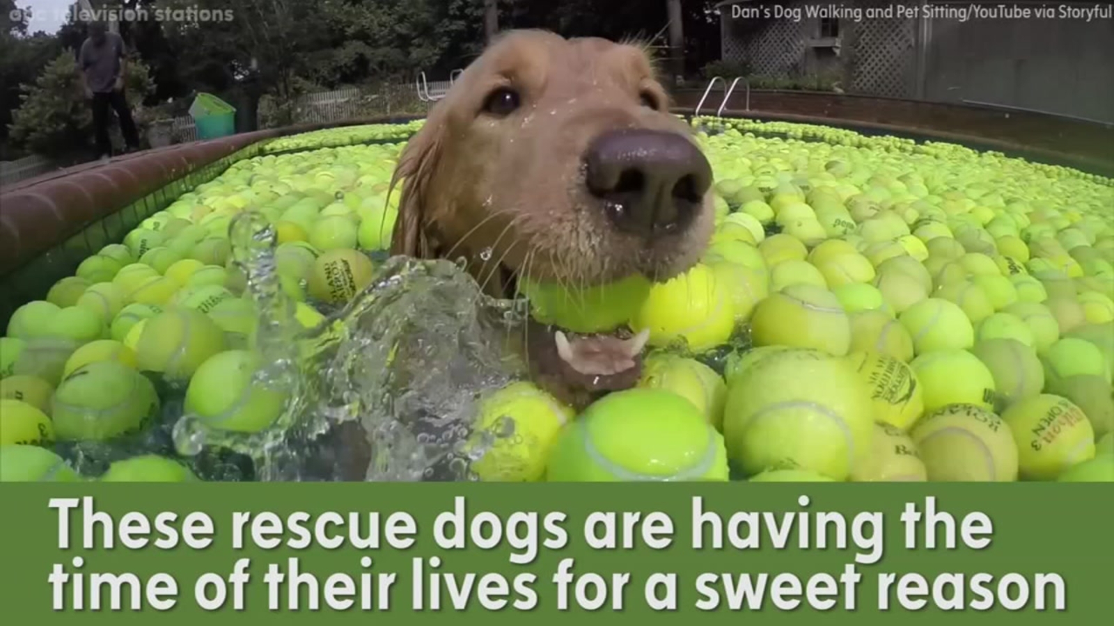 Rescue dogs swim in pool of tennis balls in honor of dog who died
