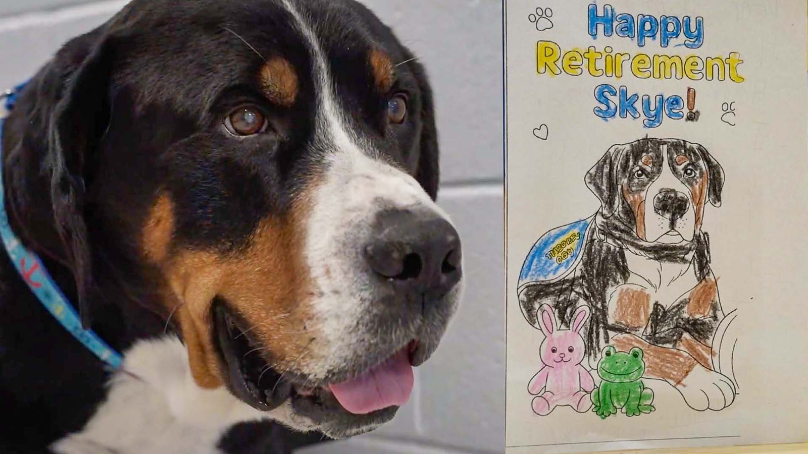 Therapy dog gets farewell sendoff on last day at work