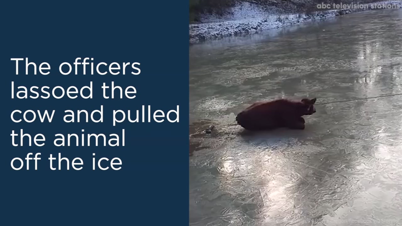 Police use lasso to rescue cow trapped on ice