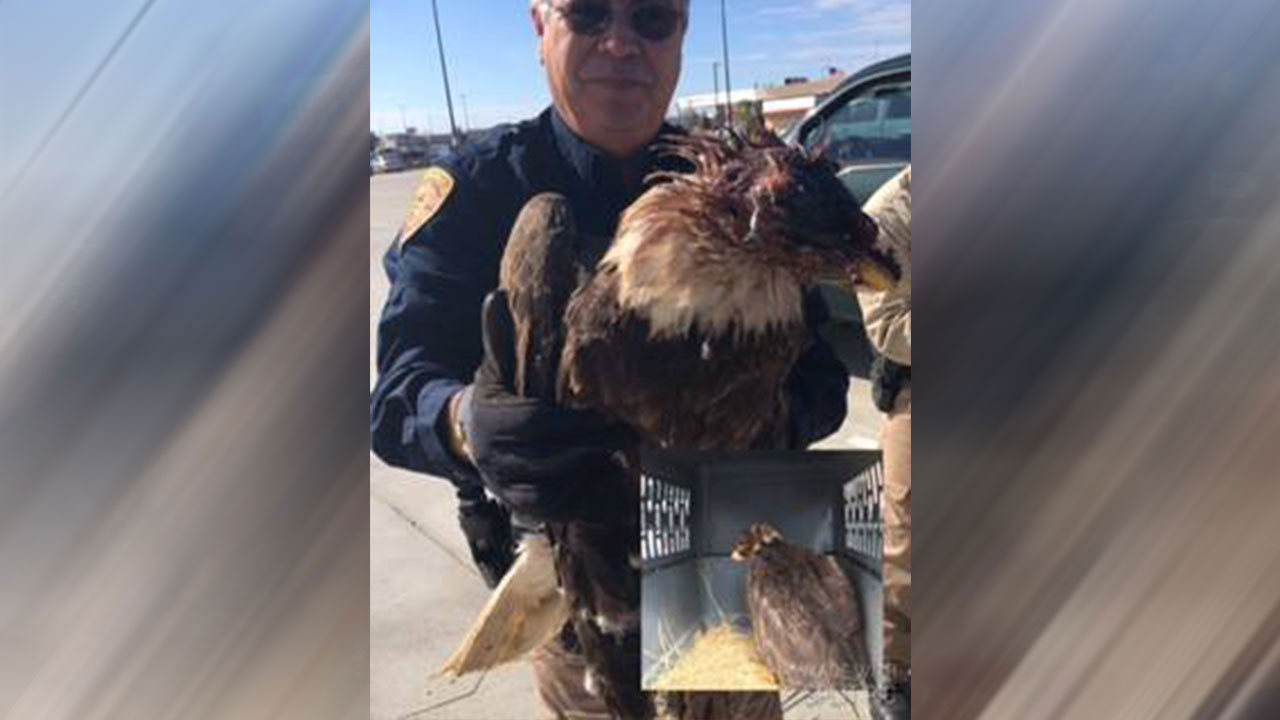 Killing a bald eagle