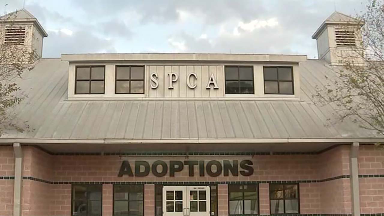 Court orders SPCA to return 150 seized animals