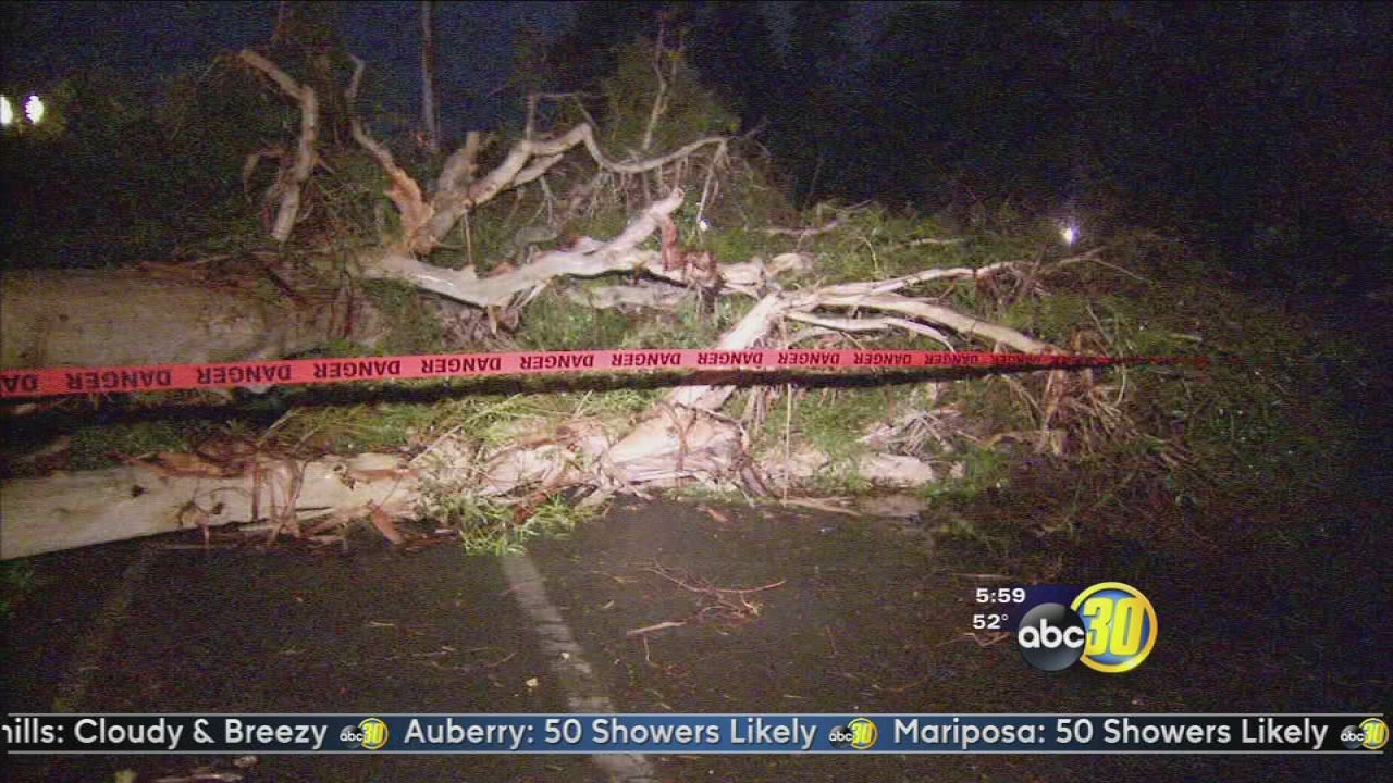 Large tree falls in Northwest Fresno