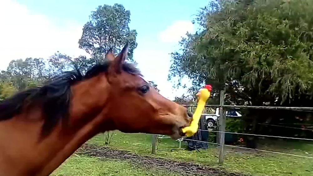 Video of horse playing with rubber chicken goes viral
