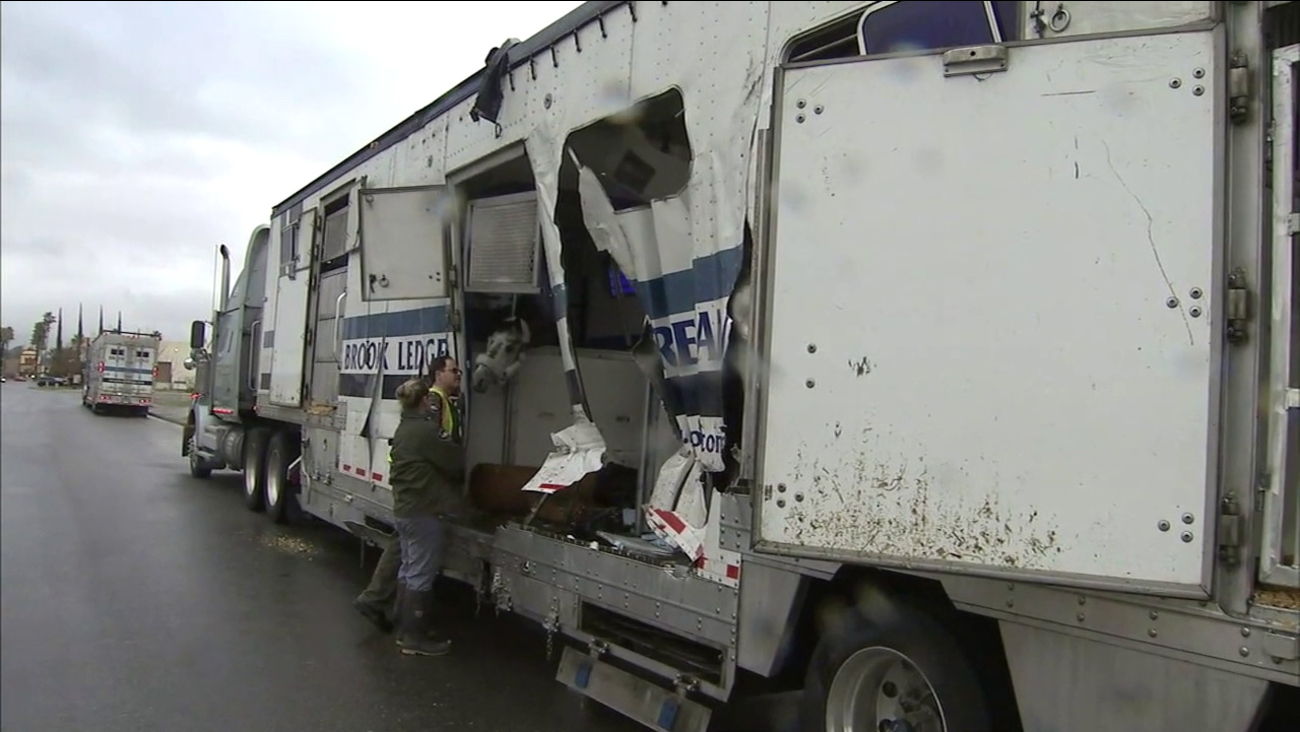 1 horse euthanized, 2 others injured after crash involving two big rigs