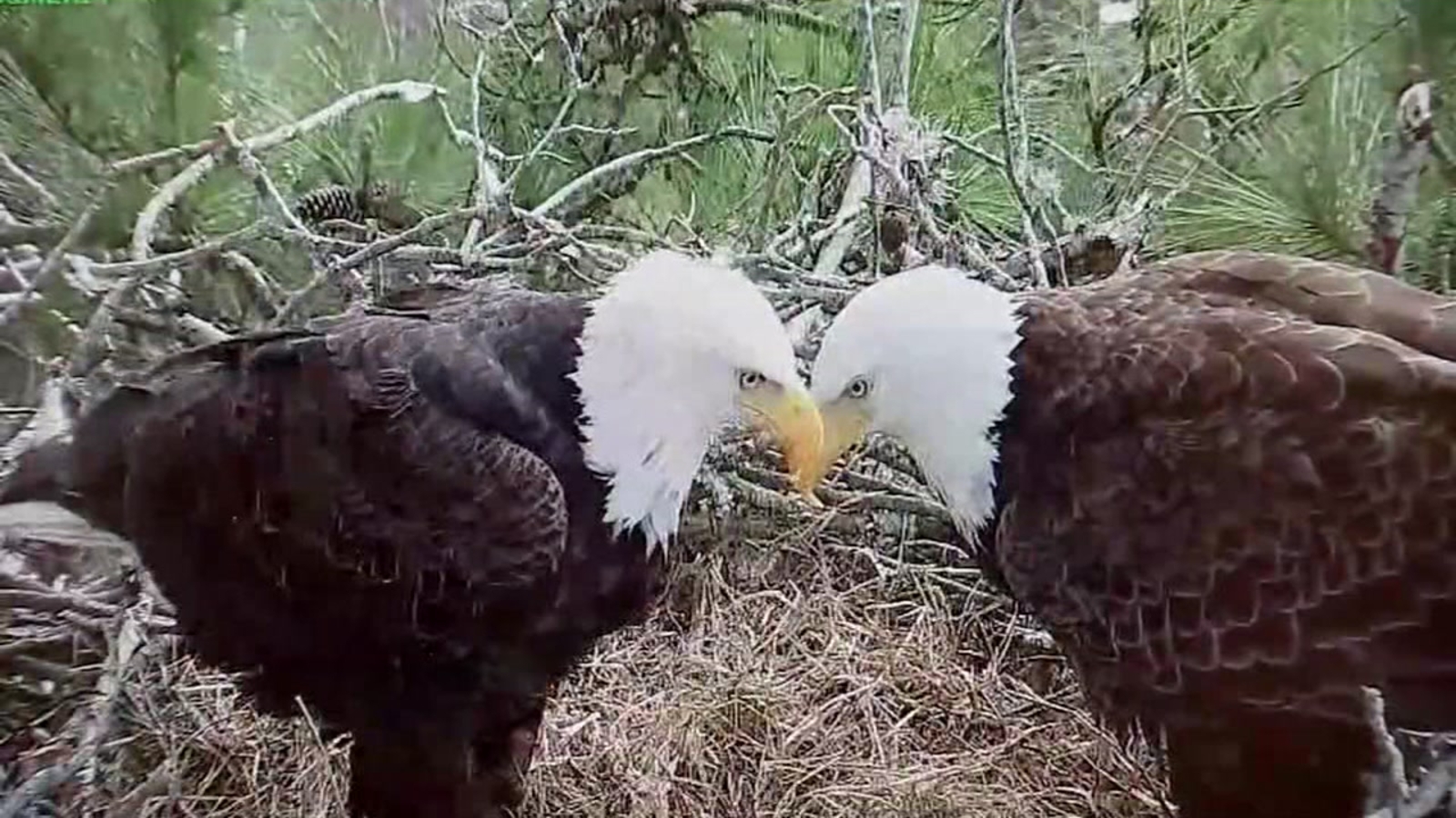 Webster resident awaits bald eagle's hatching - ABC13 Houston
