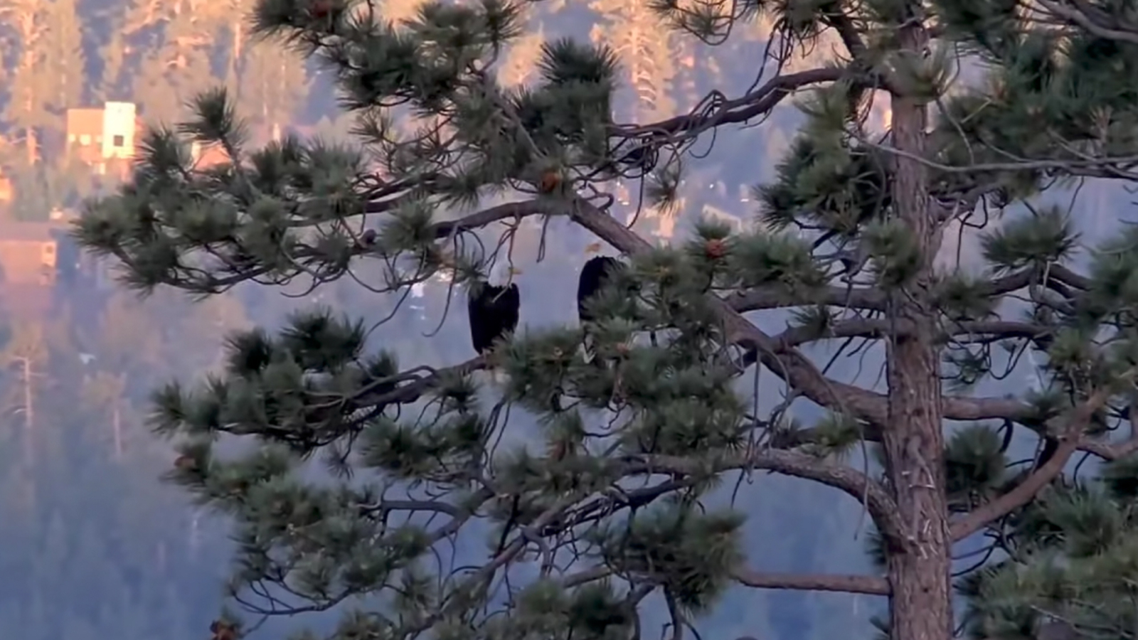 Big Bear bald eagles back home after July 4th fireworks show