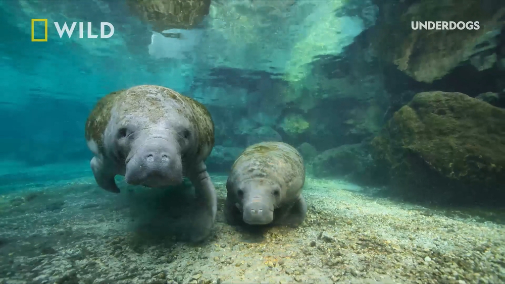 NatGeo's 'Underdogs' celebrates the oddballs of the animal kingdom