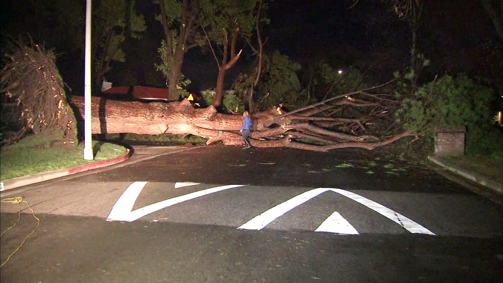 Massive downed tree blocks Northridge street - ABC7 Los Angeles