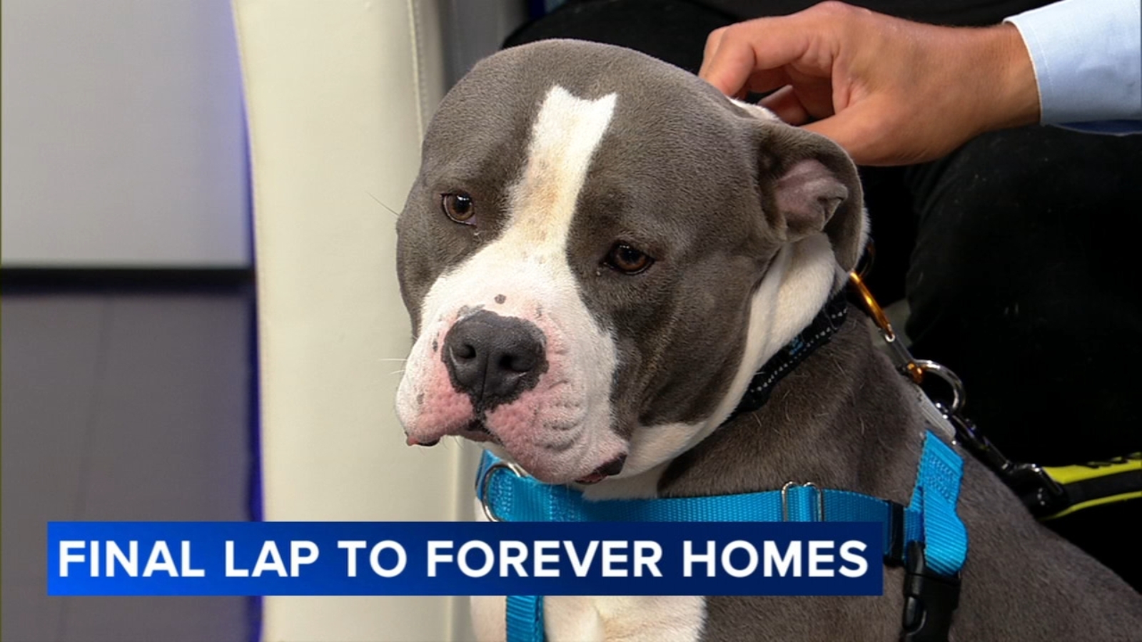 NASCAR teaming up with Chicago Animal Care and Control for pet adoption event