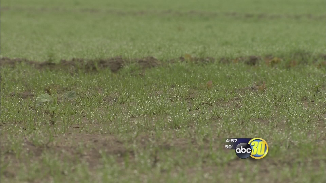 Longtime Madera County organic farm will live on thanks to community food system