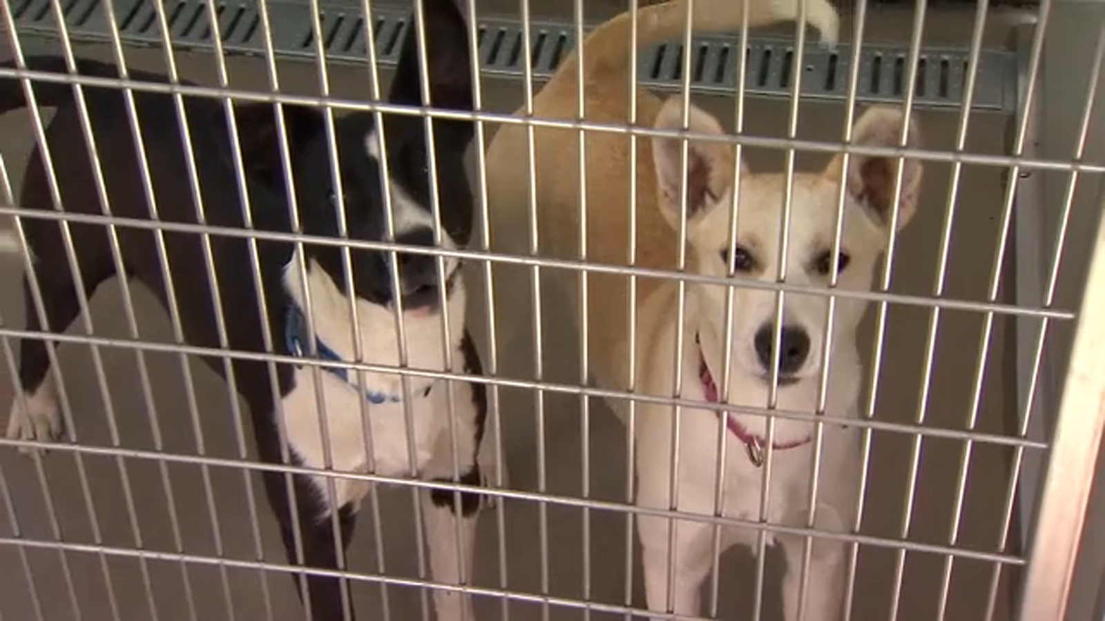 Newly passed ordinance aims to crack down illegal dog breeding in Fresno County