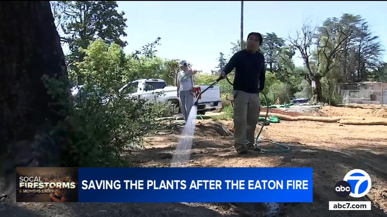 Eaton Fire survivors get expert help to save their remaining trees