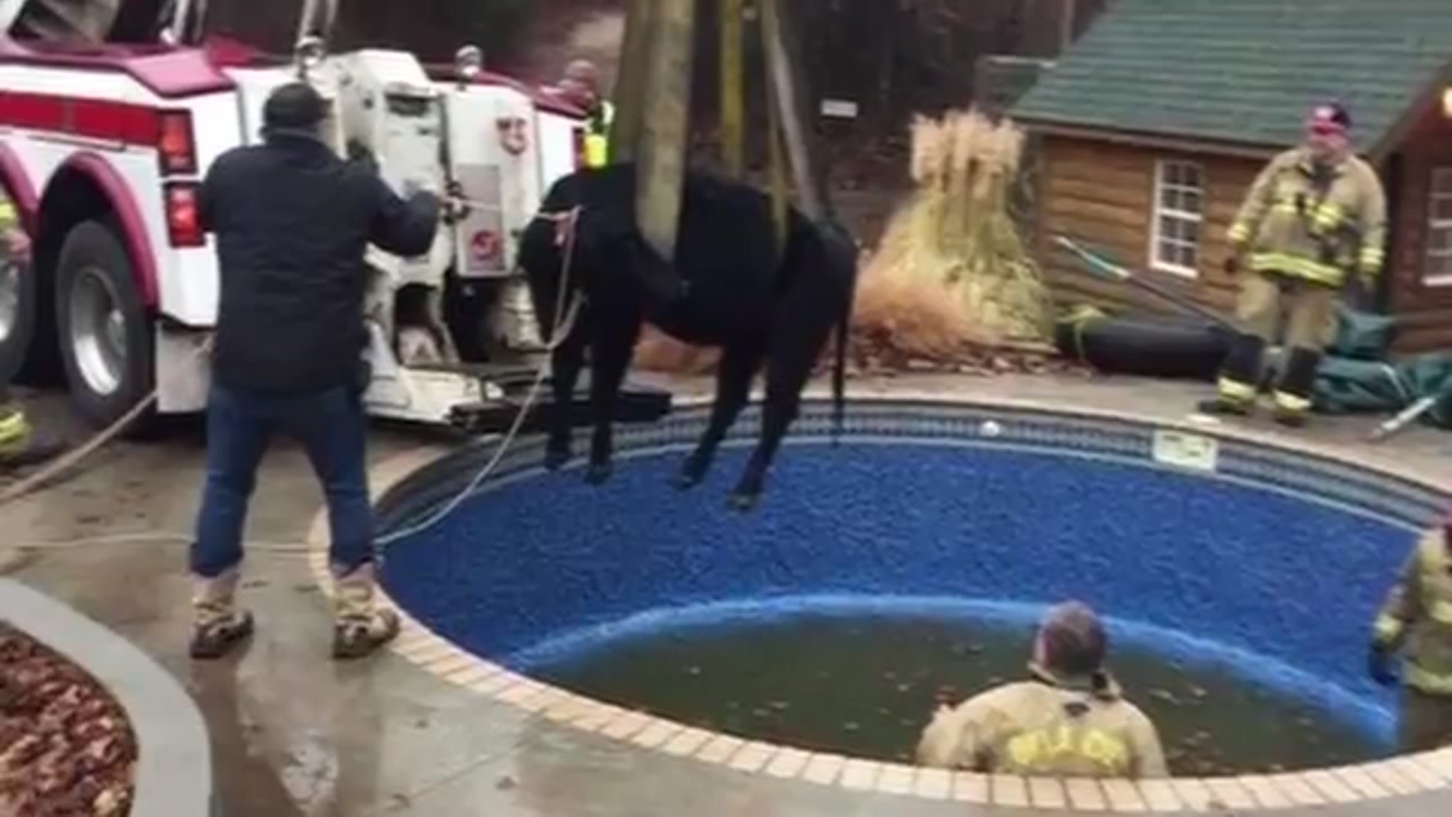 Cow Lifeguards Fire crews rescue cow from a swimming pool - ABC13 Houston