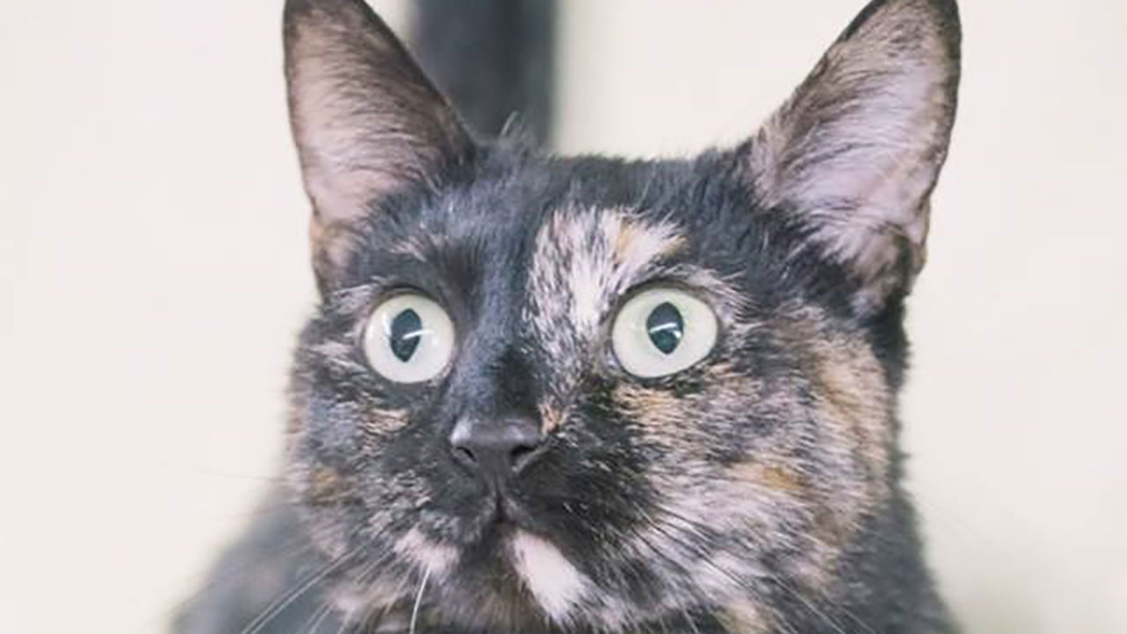 Cats in ster in need of adoption after living in shelter since 2015