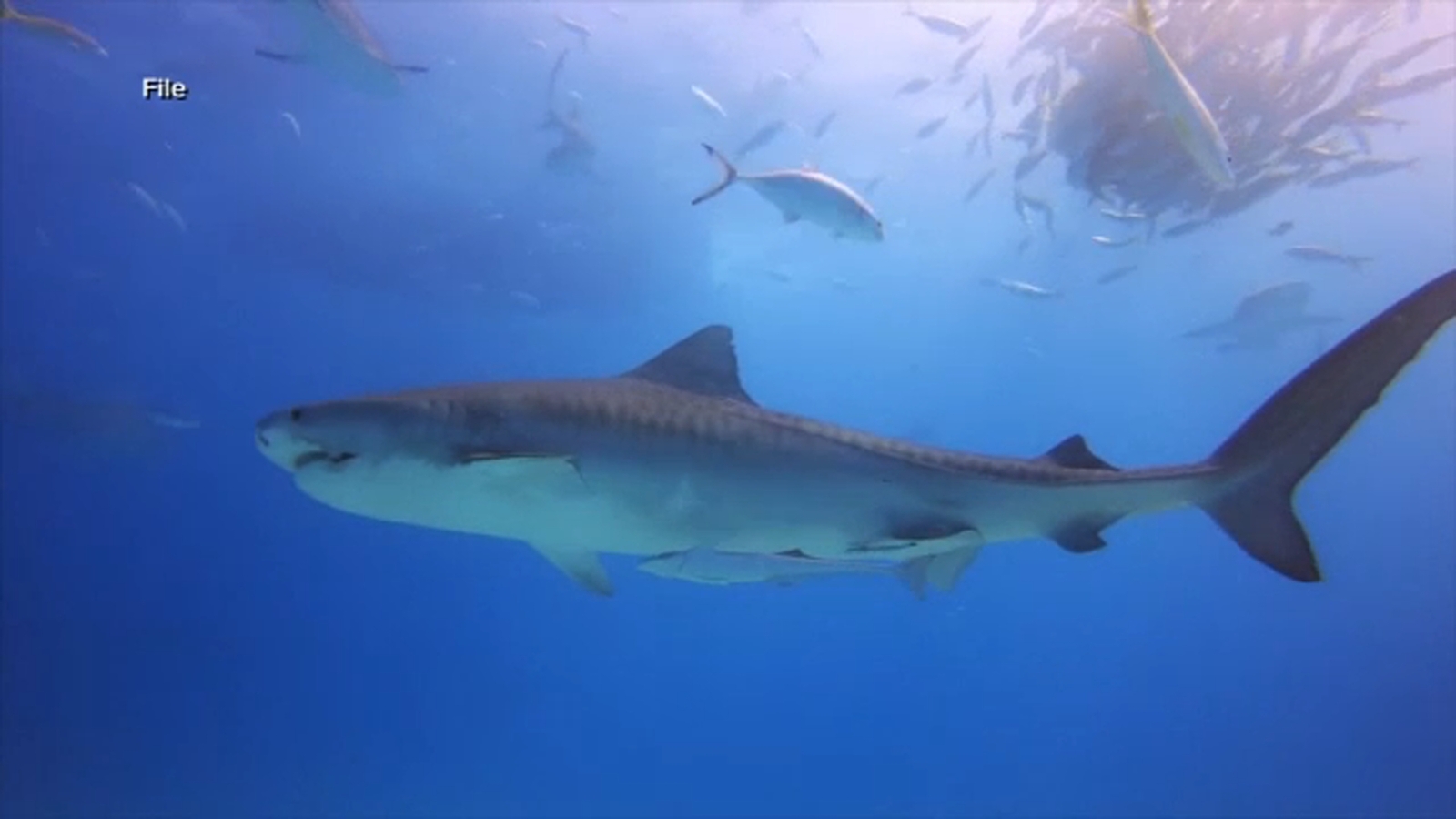 Senate passes LuLu's Law, in effort to create new shark alert system