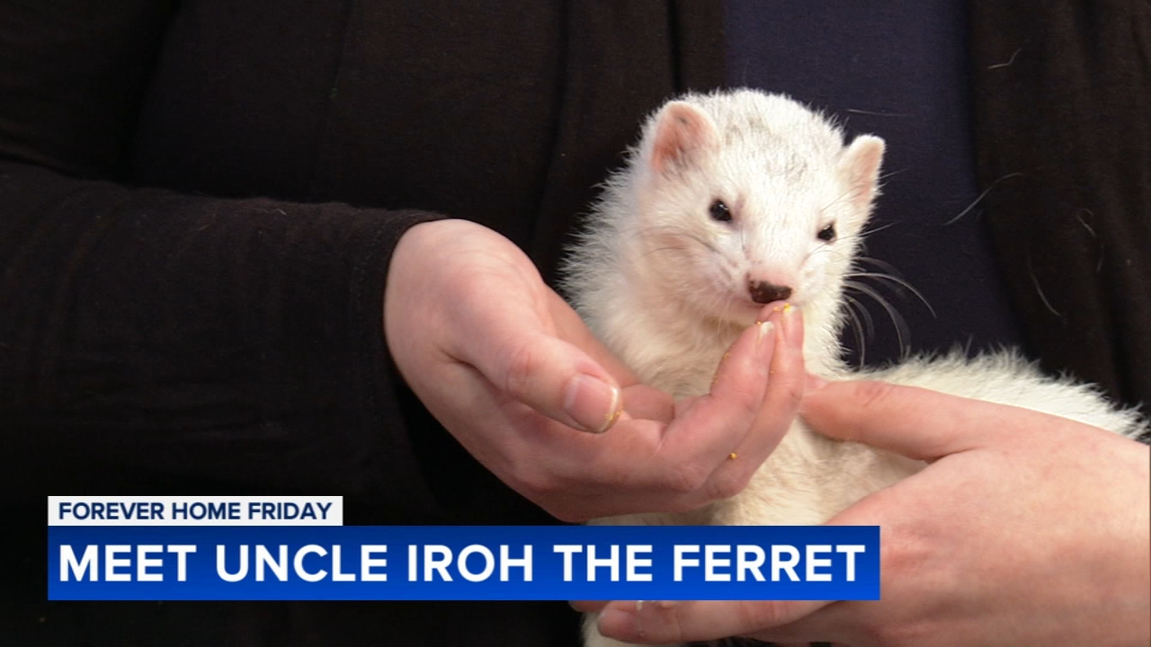 Ferret fans, meet Uncle Iroh