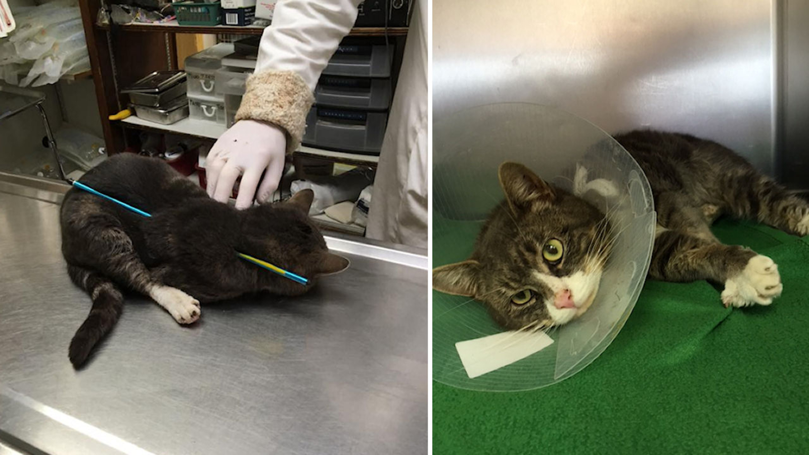 Cat found shot with arrow through body in North Bergen, New Jersey
