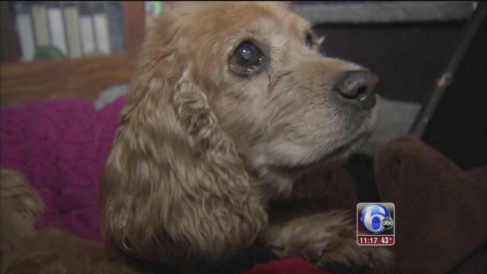 Monkey's House gives aging, ailing dogs a home