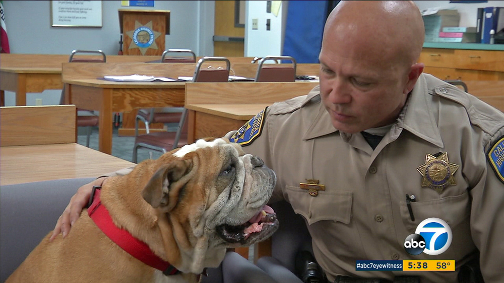 Bulldog housed at CHP station after owner injured in crash