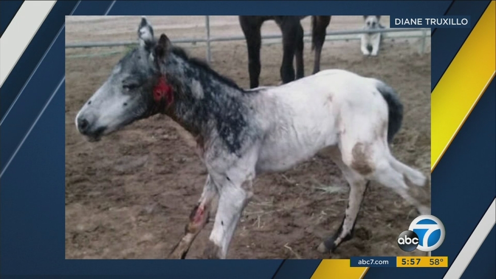 Colt healthy after cougar attack during birth