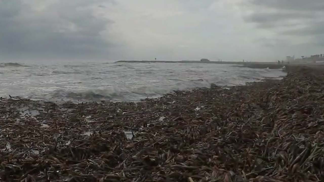 Mysterious plants wash up near seawall in Galveston