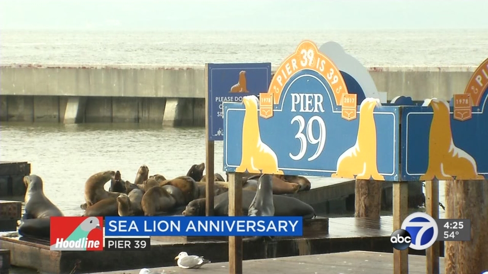 Sea lion anniversary at Pier 39 tops weekend events in San Francisco