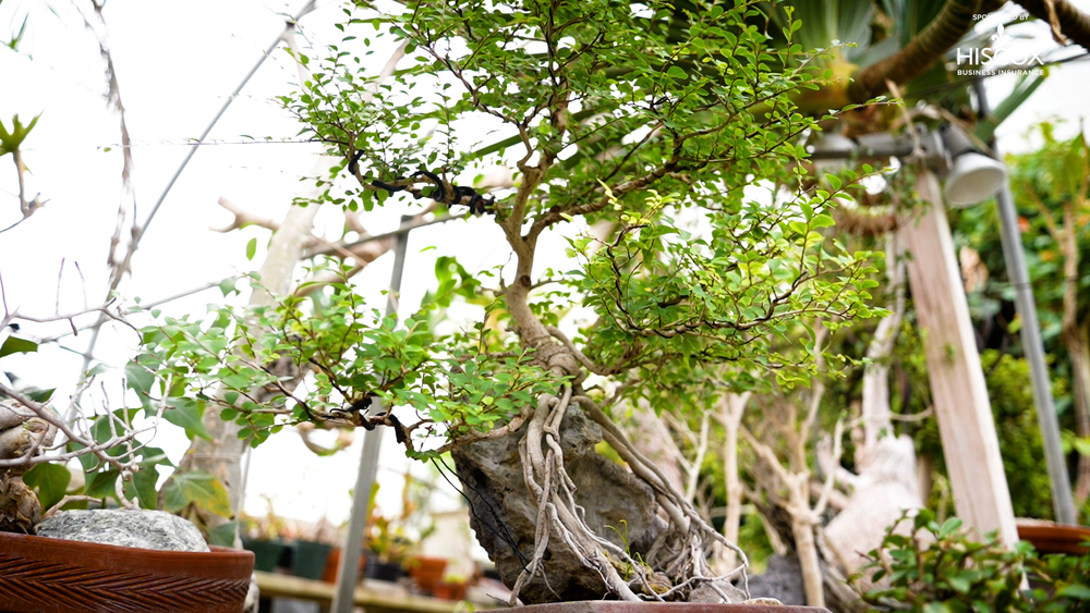 jade plant cutting Crassula Jade type Cuttings and Potted by Blaise main image 1
