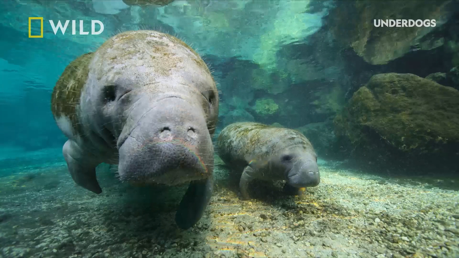 National Geographic's 'Underdogs' celebrates the misfits and oddballs of the animal kingdom