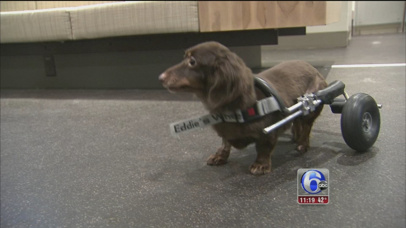 Dog found in trash bag gets new set of wheels - 6abc Philadelphia