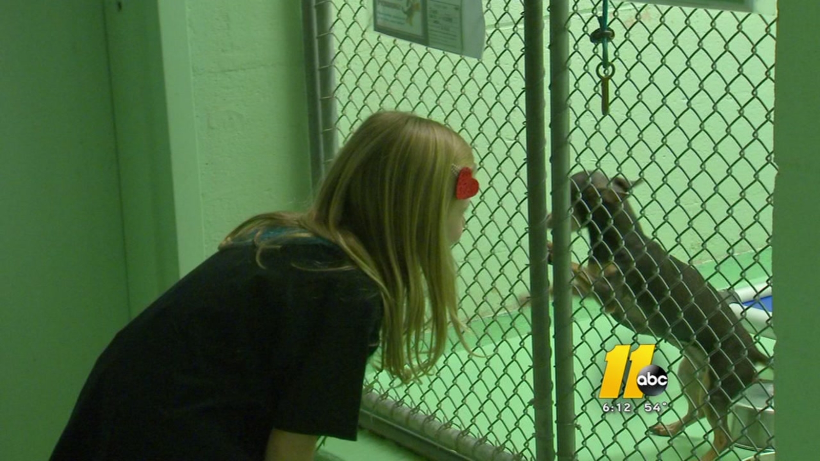 8-year-old uses birthday to help shelter pets - ABC13 Houston