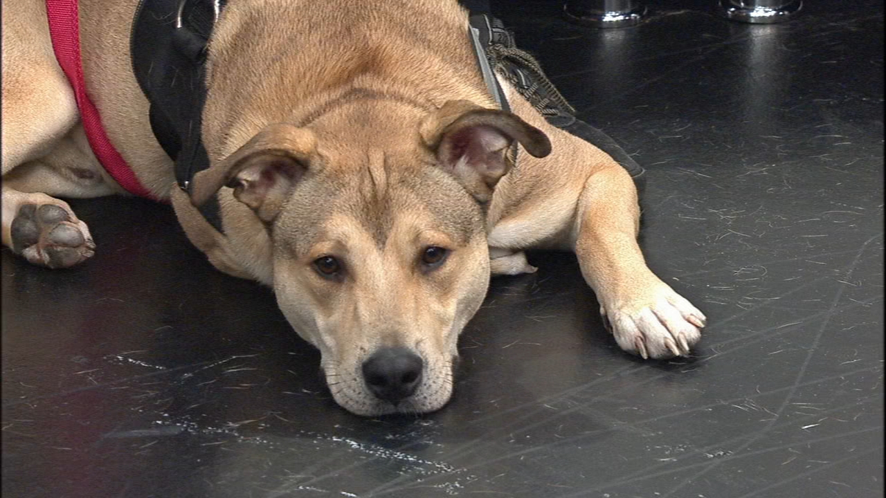 ABC7 photojournalist rescues Chicago's stray dogs