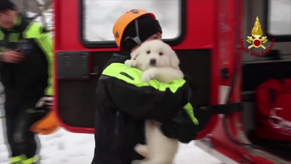 3 puppies found alive in Italy avalanche