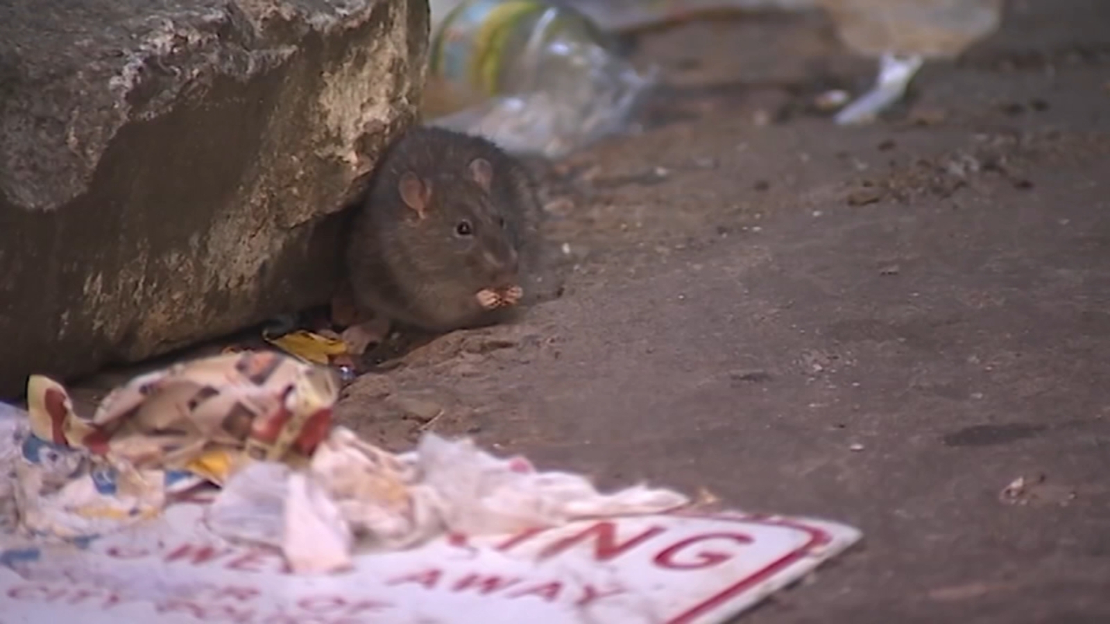 Cicago Rats Lincoln Park, Chicago latest neighborhood to try rat birth control to ...