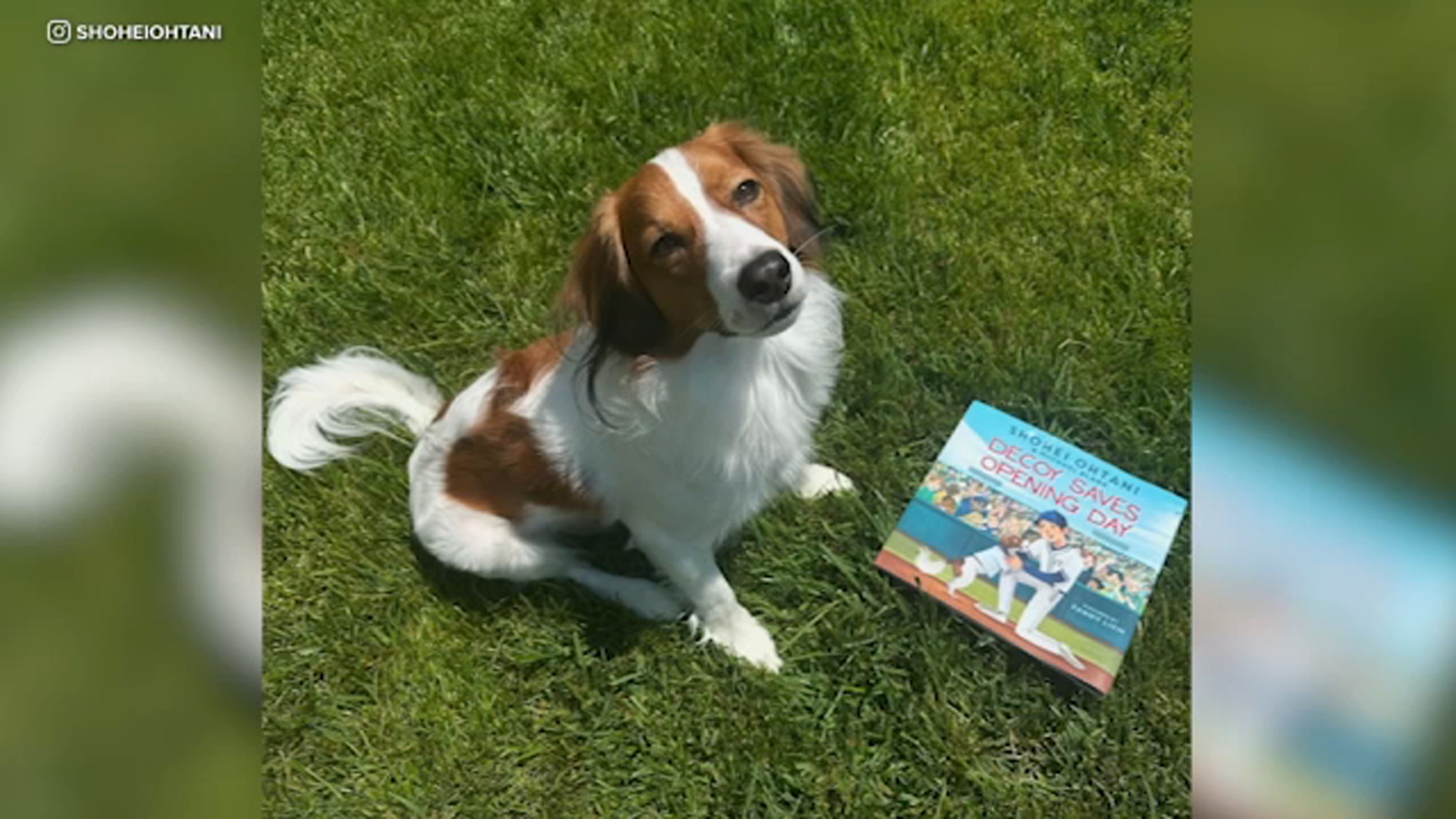 Dodgers' Shohei Ohtani announces children's book about dog, Decoy