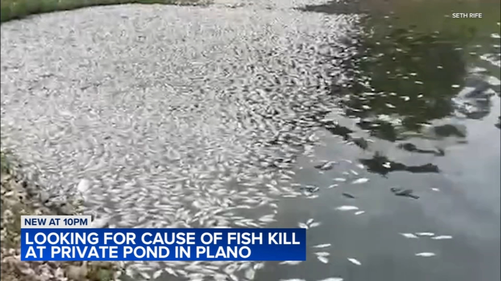 Wildlife experts investigating massive Plano fish die off in housing development pond