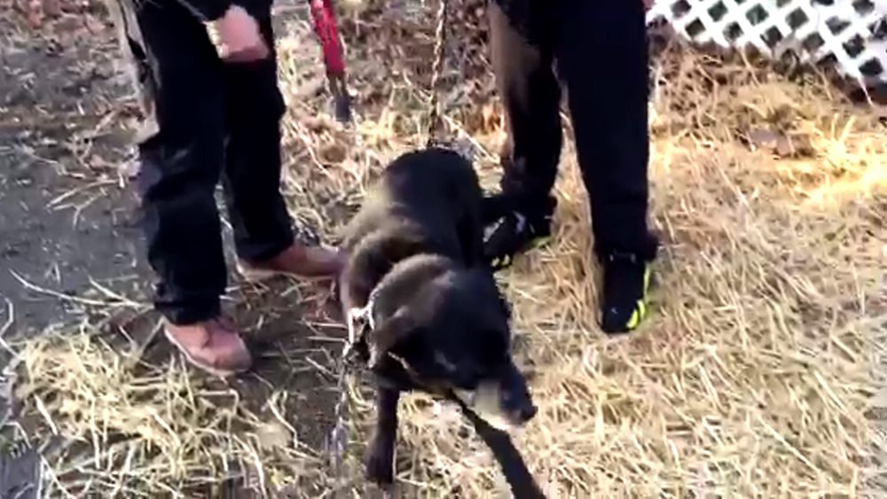 Dog rescued after being chained up for 15 years