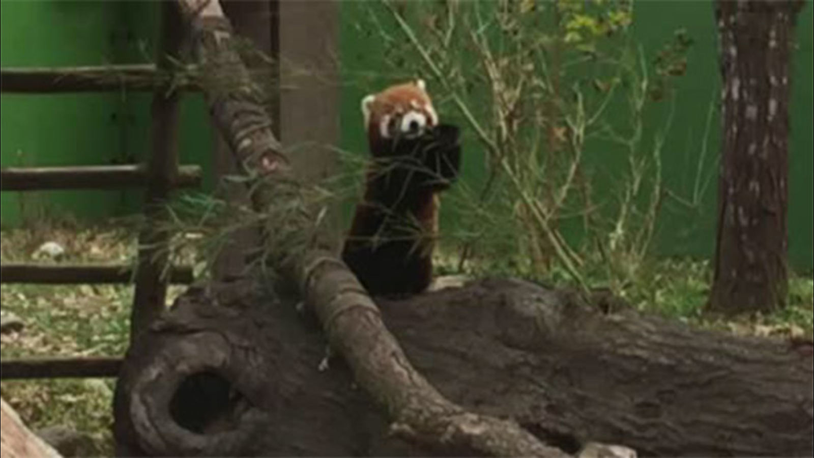 Red panda missing from Virginia zoo - 6abc Philadelphia