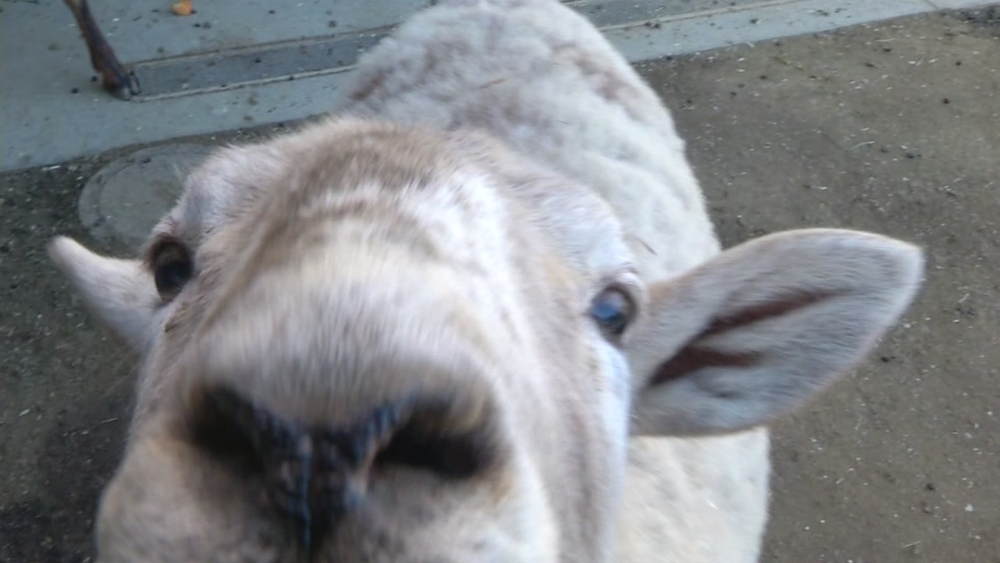 Animals raise spirits at Laguna Honda Hospital