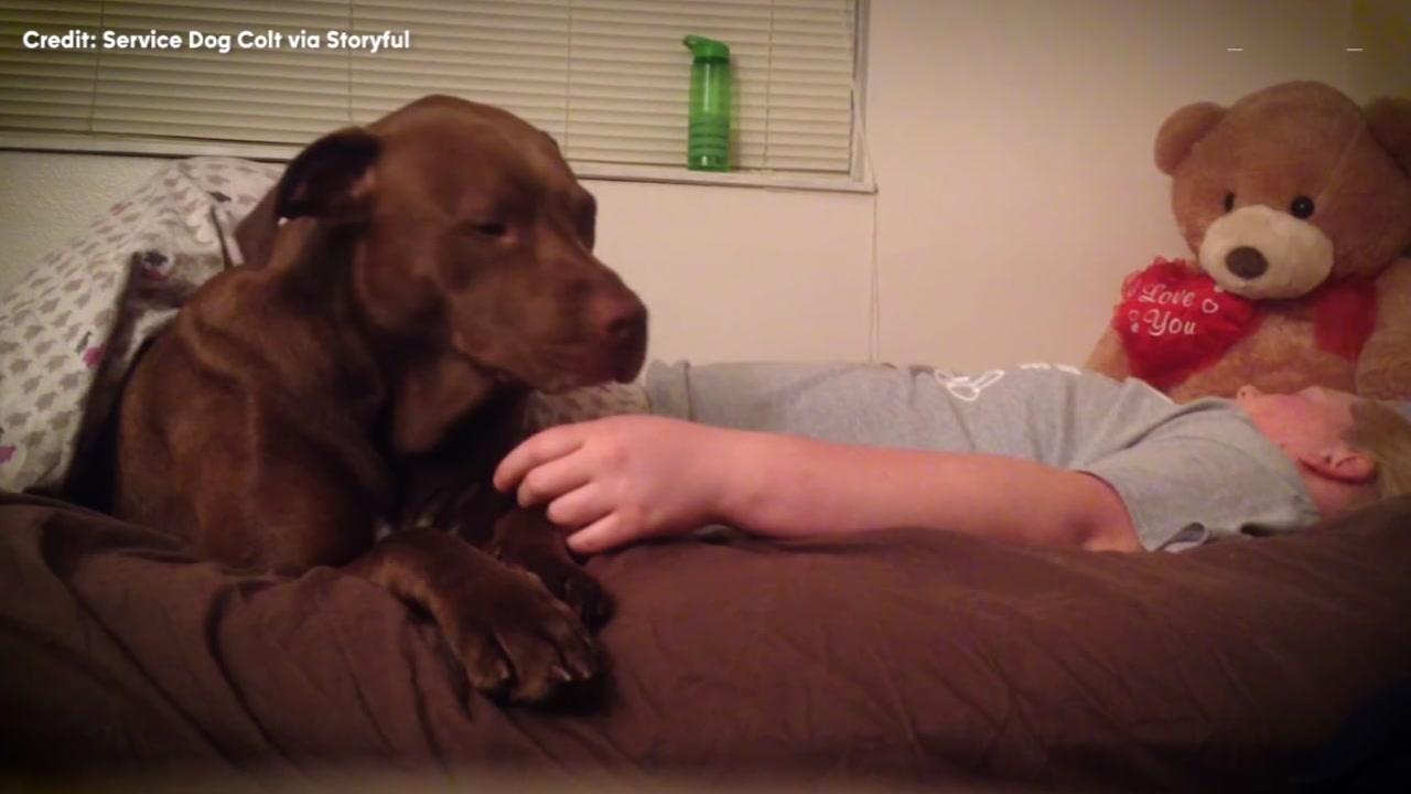 Woman survives brain injury with beloved dog's help
