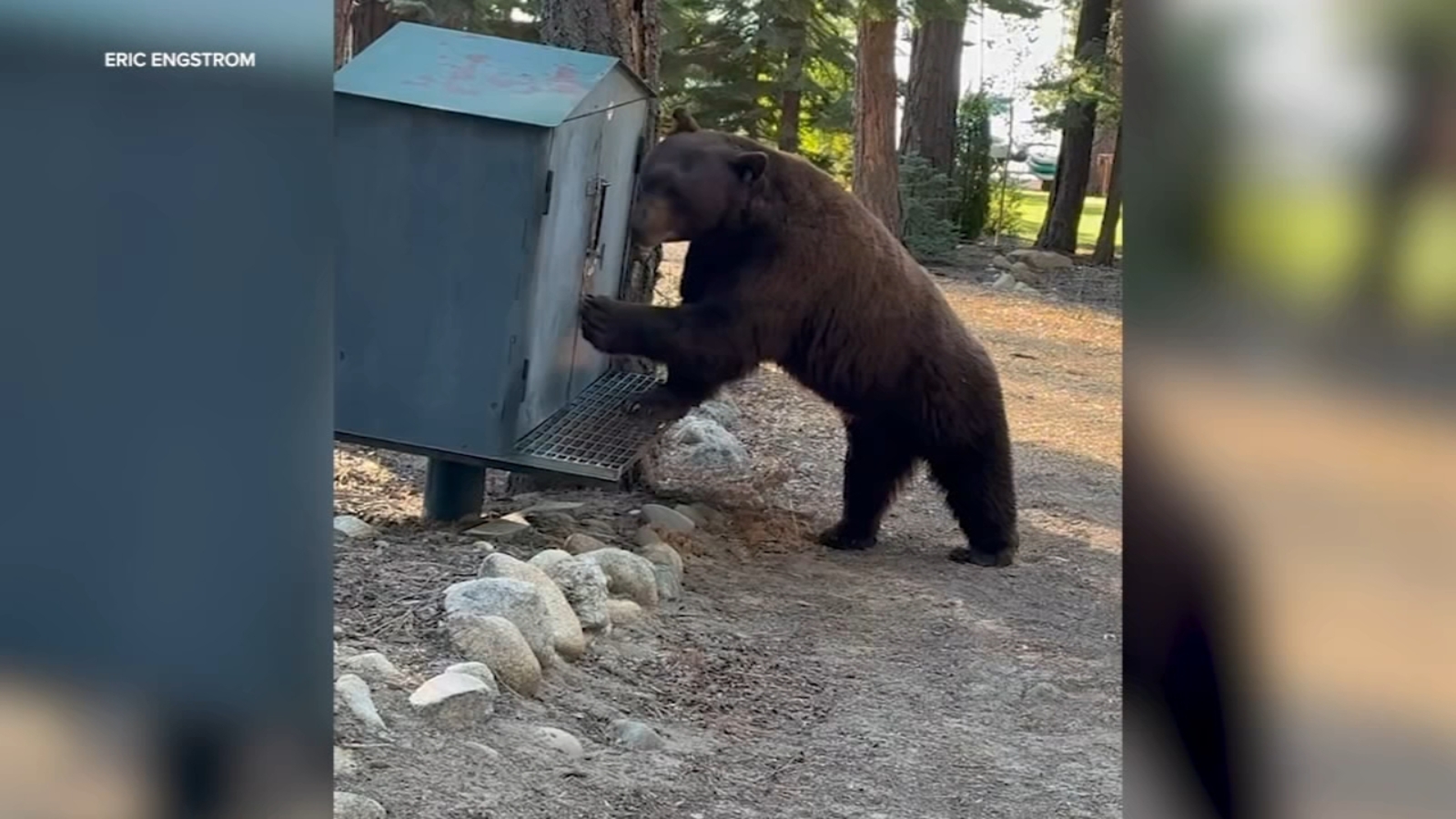 Anger over Lake Tahoe black bear being euthanized after run-ins with humans