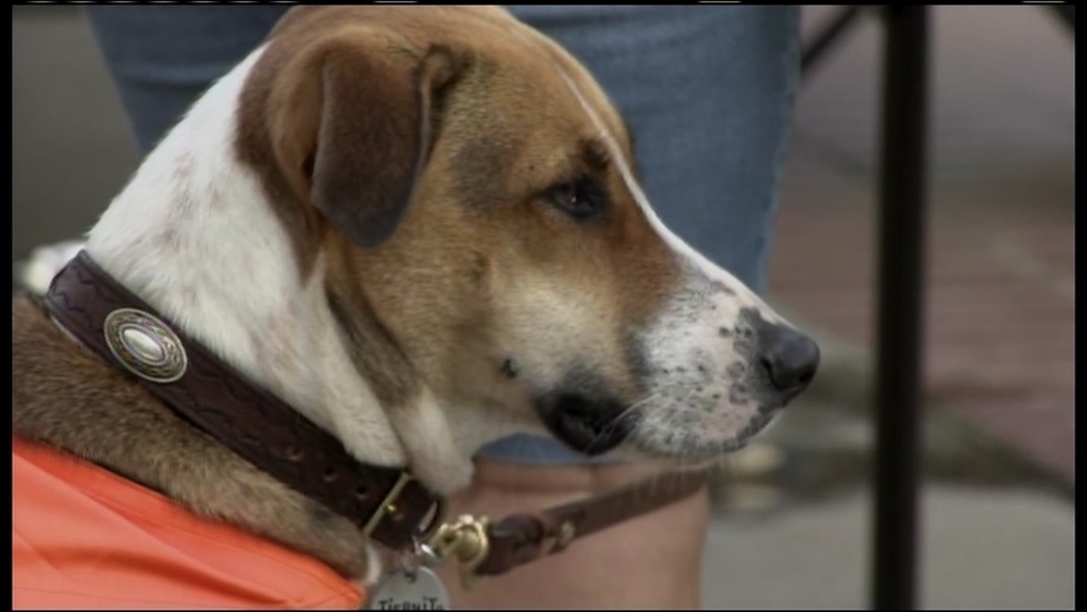 Study: Dogs love reggae