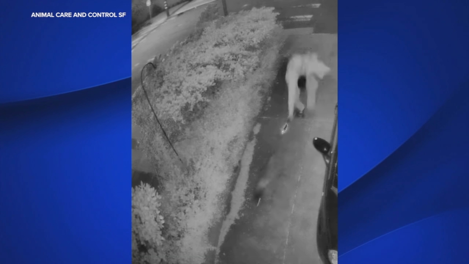 SF authorities seeking suspect caught on video lighting raccoon on fire with blowtorch