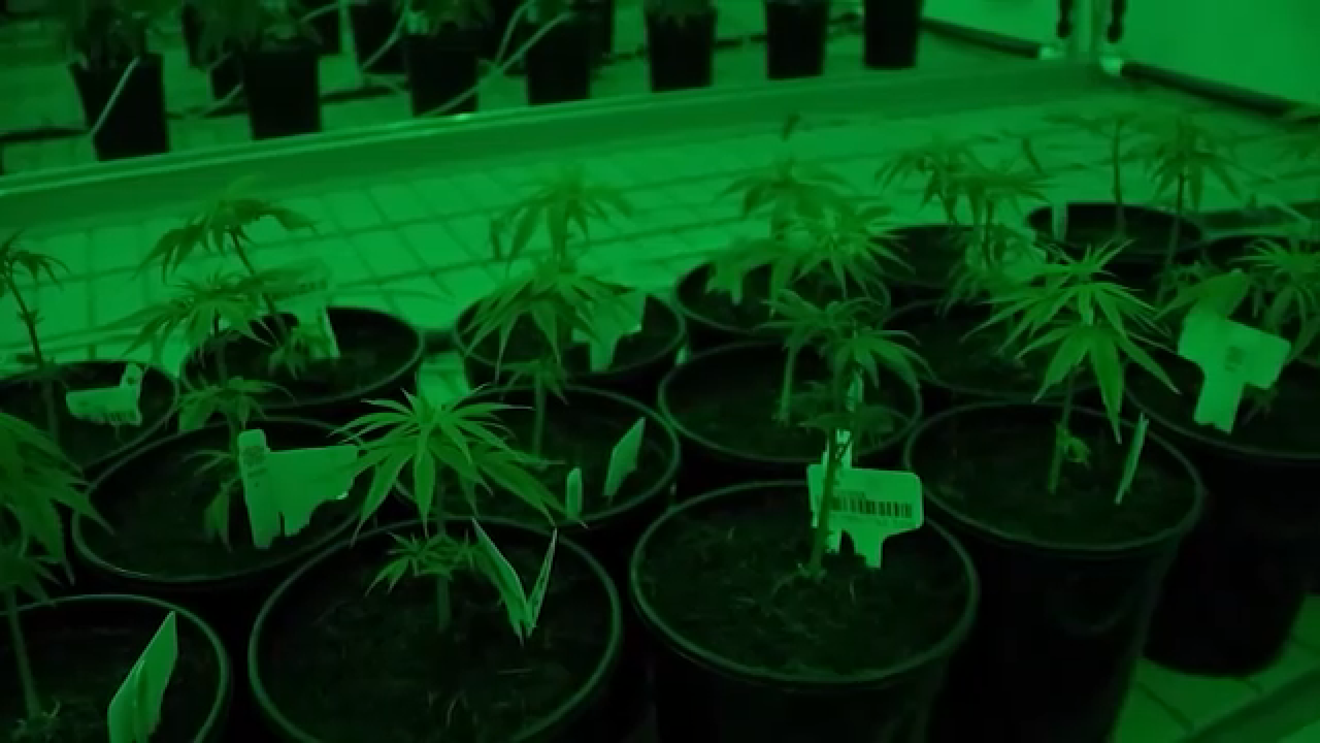 Texas senators continue to push for THC ban despite Gov. Abbott's veto