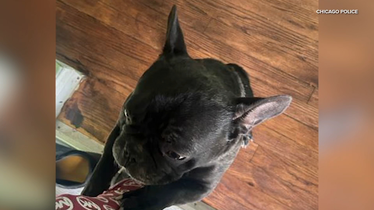 Dog stolen at gunpoint while on walk on South Side: CPD