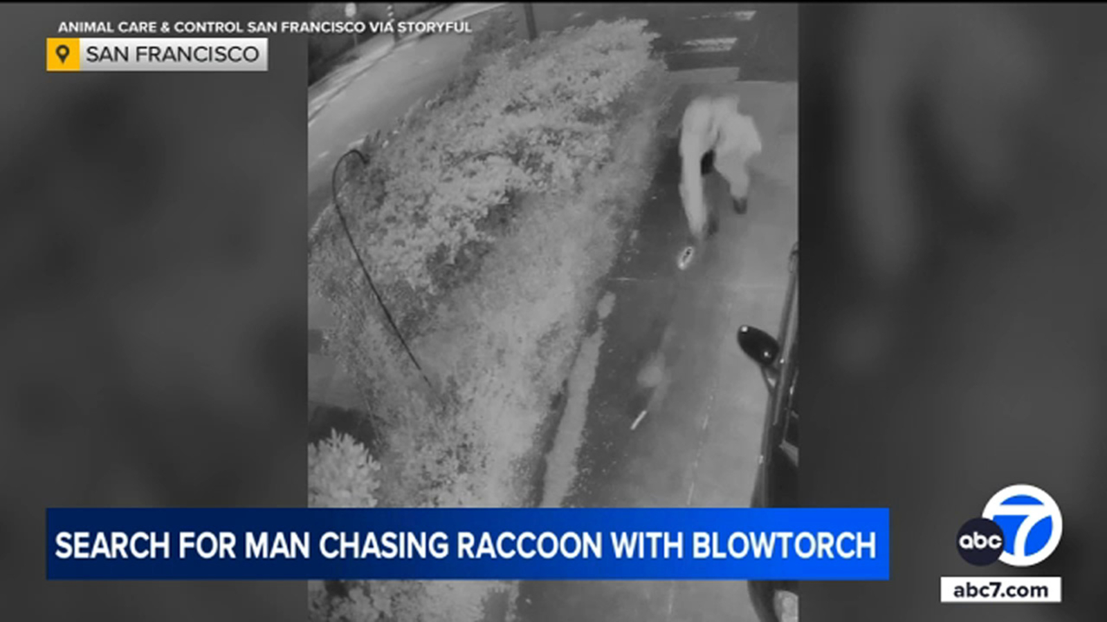 San Francisco man caught on video chasing raccoon with blowtorch - ABC7 ...