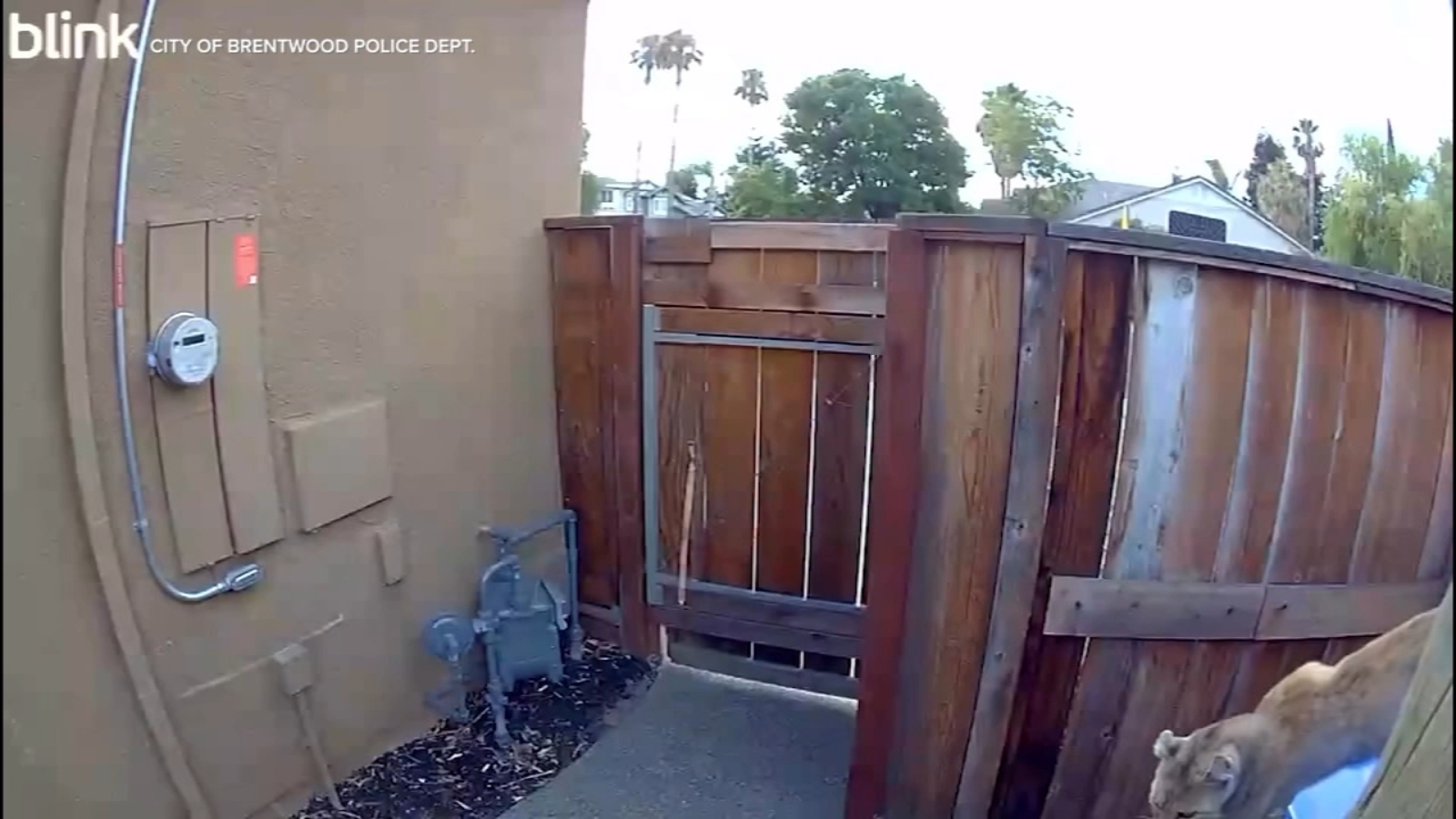VIDEO: Mountain lion caught on Brentwood homeowner's backyard camera
