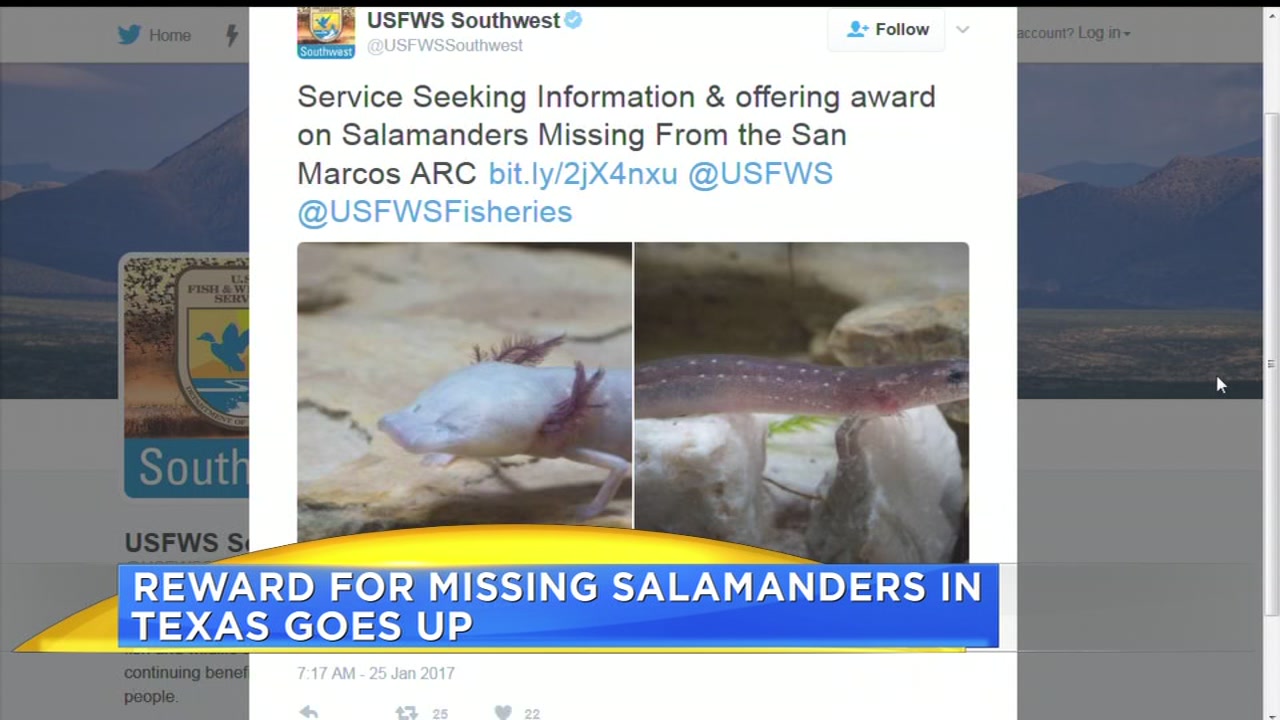 Reward increases for missing salamanders